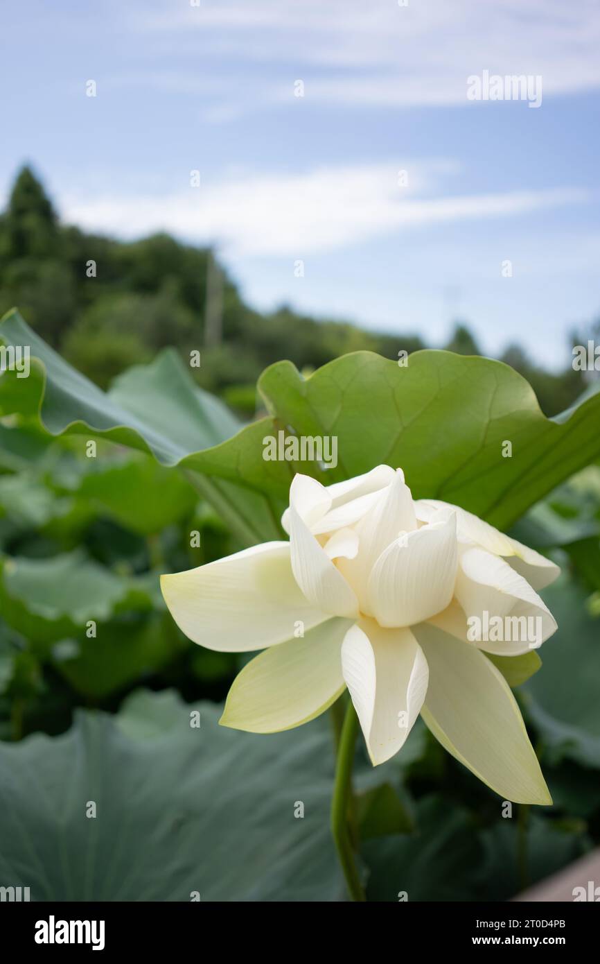 Délicate fleur de lotus blanc en fleur Banque D'Images