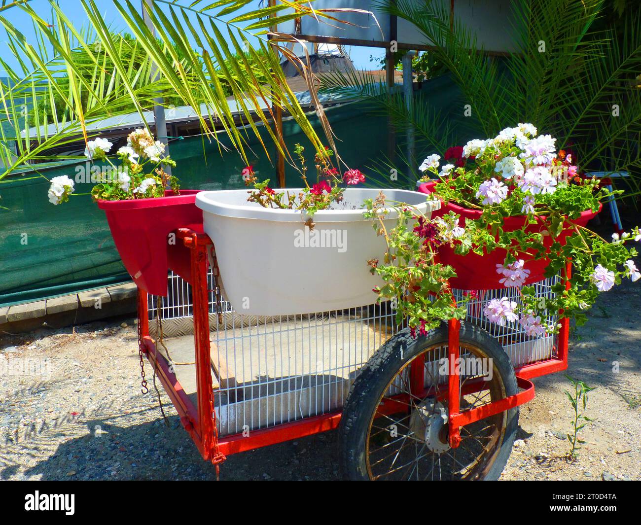 L'image montre une brouette rouge avec un planteur blanc rempli de terre et de diverses fleurs colorées. Il est garé sur du gravier, avec une clôture verte. Banque D'Images