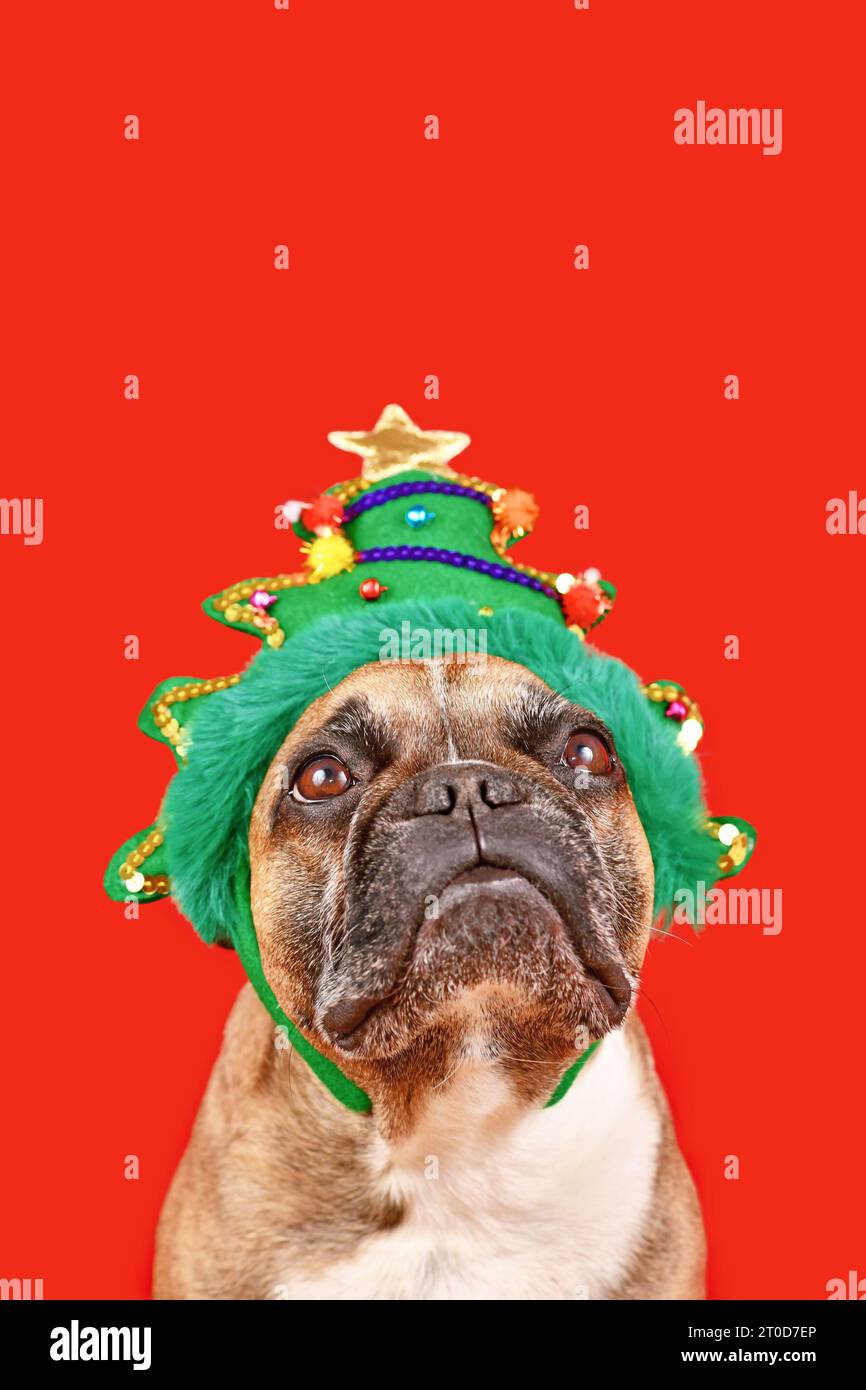 Mignon chien Bulldog français portant le bandeau drôle d'arbre de Noël sur fond rouge avec espace de copie Banque D'Images Mignon chien Bulldog français portant le bandeau drôle d'arbre de Noël sur fond rouge avec espace de copie Banque D'Images
