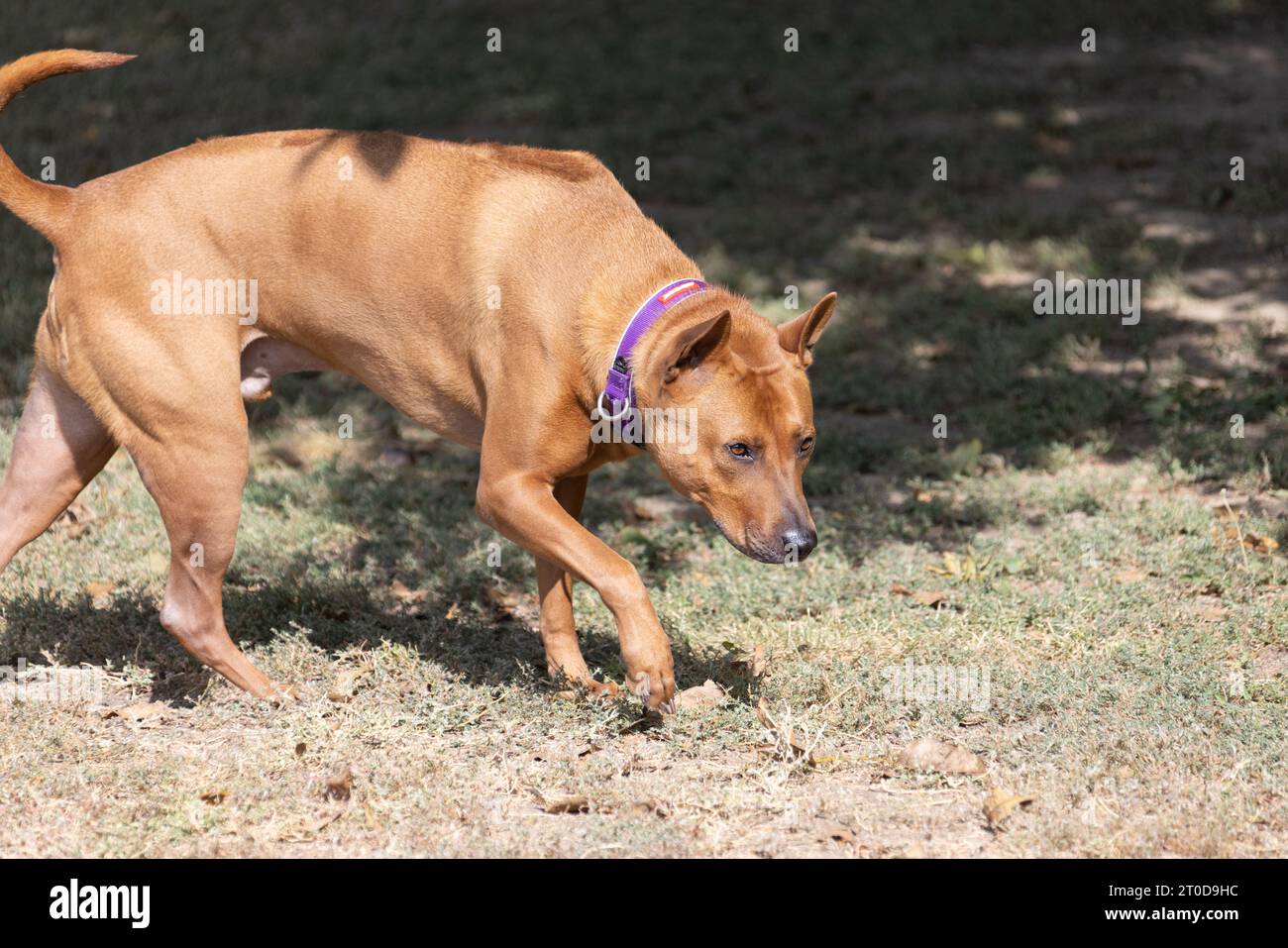 Thai Ridgeback Puppy. Red Thai Ridge Dog - ancien chien local de Thaïlande, à poil court, oreilles triangulaires de taille moyenne. Pointe noire du nez, en forme o Banque D'Images