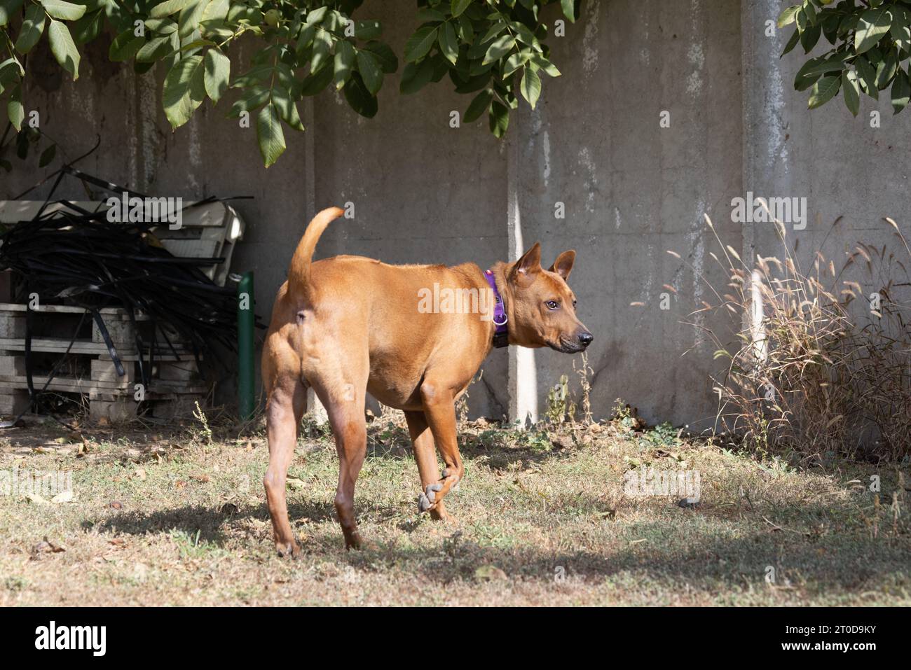 Thai Ridgeback Puppy. Red Thai Ridge Dog - ancien chien local de Thaïlande, à poil court, oreilles triangulaires de taille moyenne. Pointe noire du nez, en forme o Banque D'Images