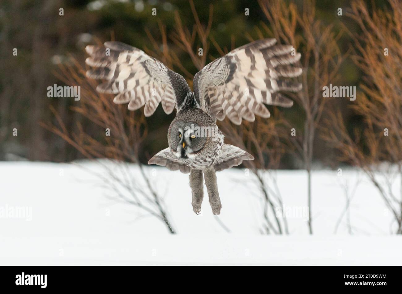 Great Grey Owl (Strix nebulosa) adulte, en vol, chasse au-dessus d'un champ couvert de neige, Laponie finlandaise, Finlande, février Banque D'Images
