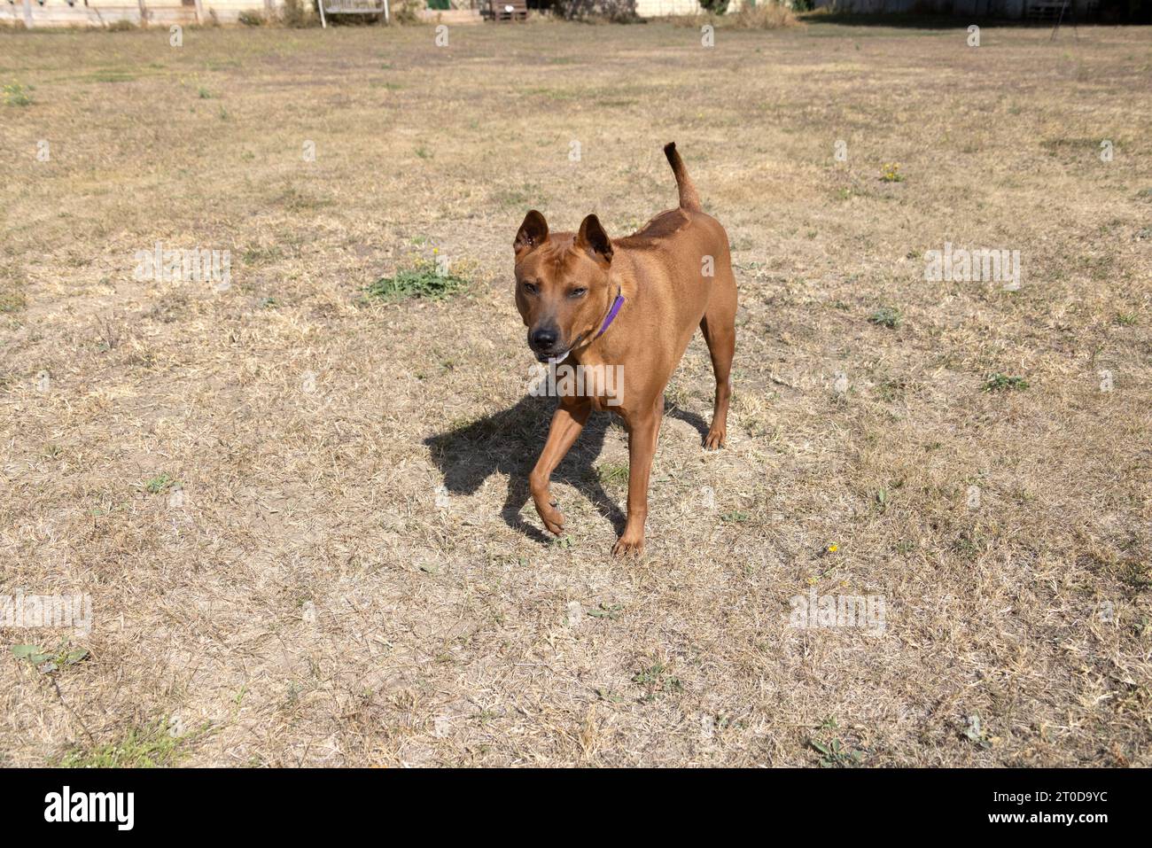 Thai Ridgeback Puppy. Red Thai Ridge Dog - ancien chien local de Thaïlande, à poil court, oreilles triangulaires de taille moyenne. Pointe noire du nez, en forme o Banque D'Images