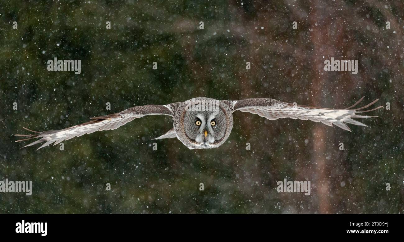 Great Grey Owl (Strix nebulosa) adulte, en vol, chasse au-dessus d'un champ couvert de neige, Laponie finlandaise, Finlande, février Banque D'Images