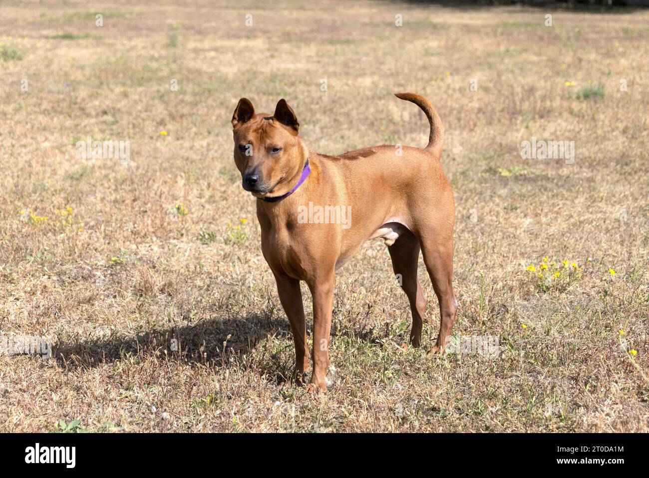 Thai Ridgeback Puppy. Red Thai Ridge Dog - ancien chien local de Thaïlande, à poil court, oreilles triangulaires de taille moyenne. Pointe noire du nez, en forme o Banque D'Images