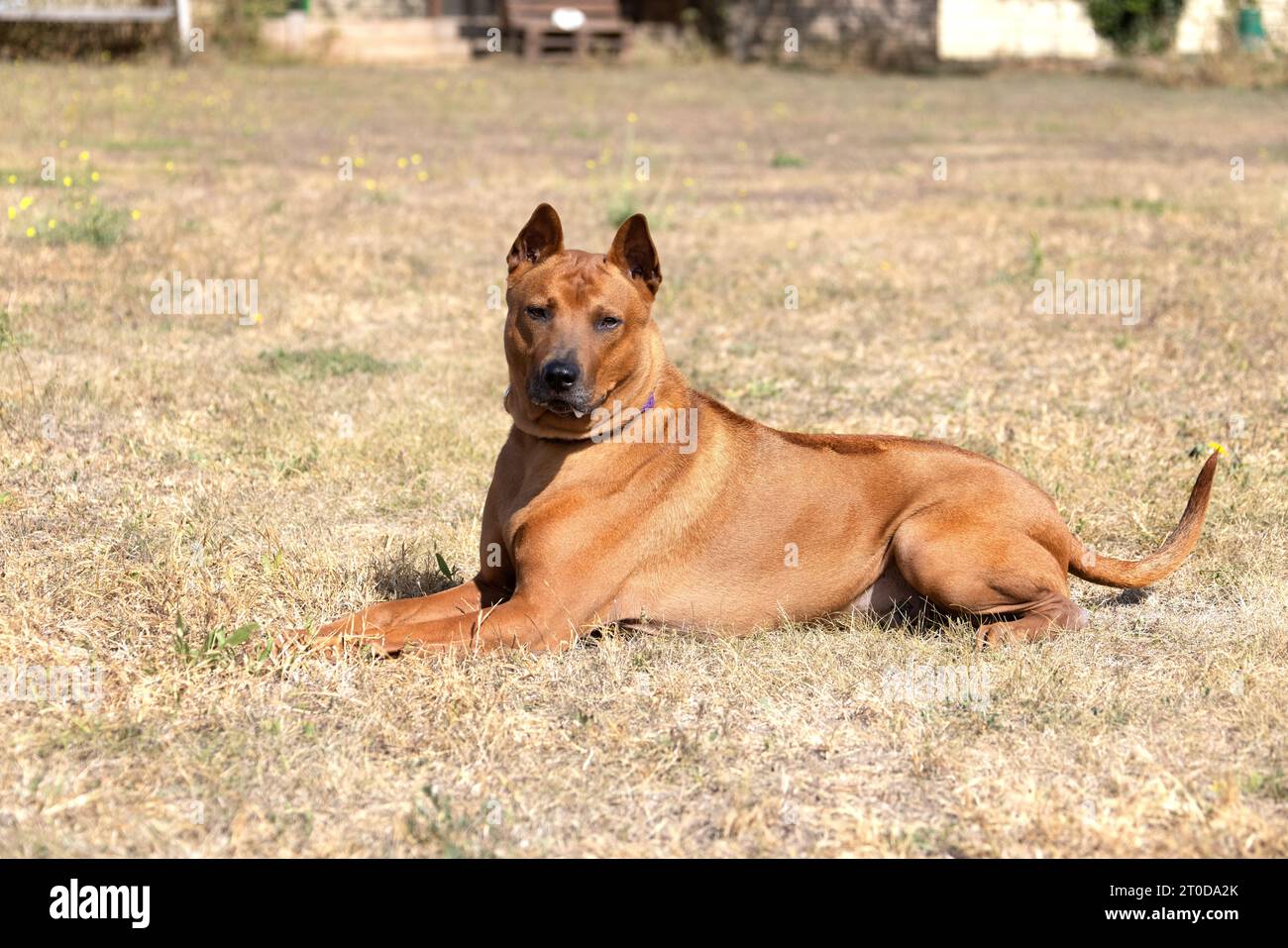 Thai Ridgeback Puppy. Red Thai Ridge Dog - ancien chien local de Thaïlande, à poil court, oreilles triangulaires de taille moyenne. Pointe noire du nez, en forme o Banque D'Images