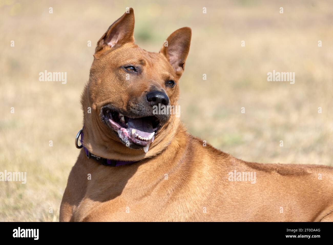 Thai Ridgeback Puppy. Red Thai Ridge Dog - ancien chien local de Thaïlande, à poil court, oreilles triangulaires de taille moyenne. Pointe noire du nez, en forme o Banque D'Images