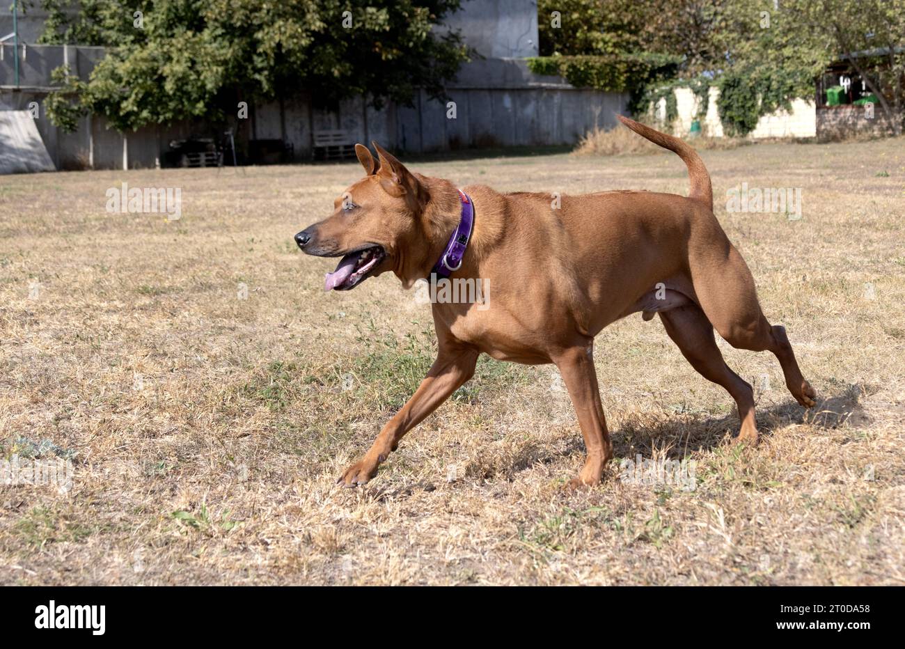 Thai Ridgeback Puppy. Red Thai Ridge Dog - ancien chien local de Thaïlande, à poil court, oreilles triangulaires de taille moyenne. Pointe noire du nez, en forme o Banque D'Images