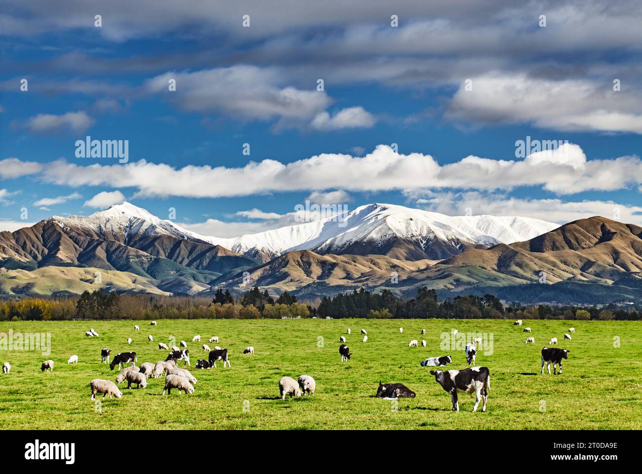 Paysage pastoral avec vaches de pâturage et montagnes enneigées en Nouvelle-Zélande Banque D'Images