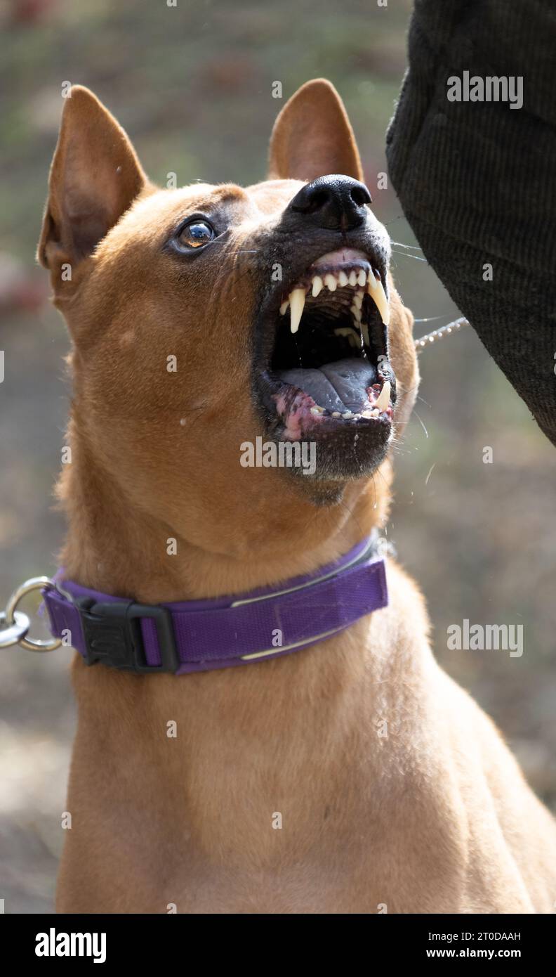 Thai Ridgeback Puppy. Red Thai Ridge Dog - ancien chien local de Thaïlande, à poil court, oreilles triangulaires de taille moyenne. Pointe noire du nez, en forme o Banque D'Images