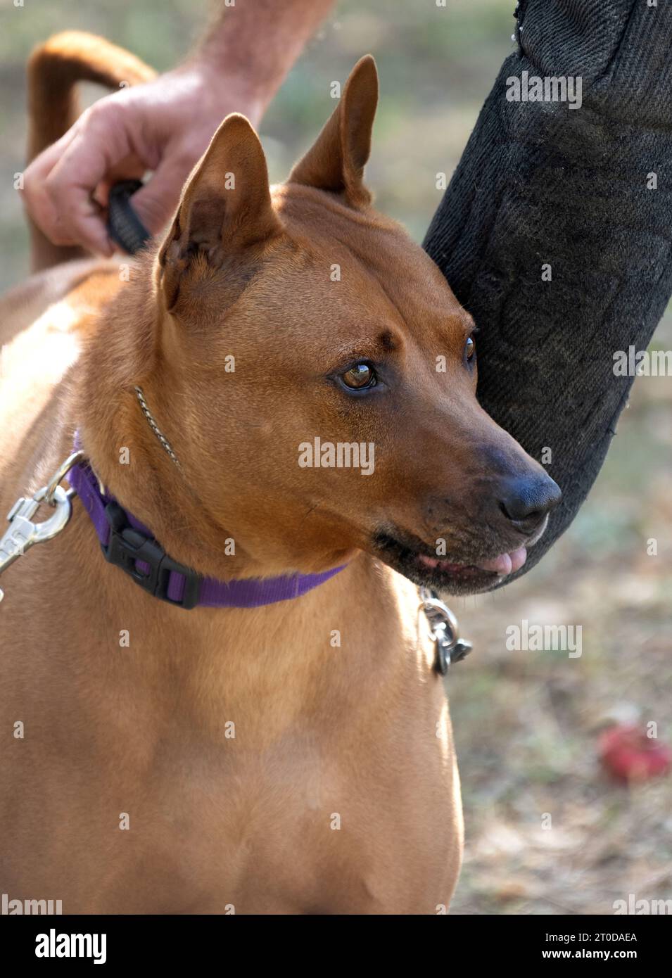 Thai Ridgeback Puppy. Red Thai Ridge Dog - ancien chien local de Thaïlande, à poil court, oreilles triangulaires de taille moyenne. Pointe noire du nez, en forme o Banque D'Images