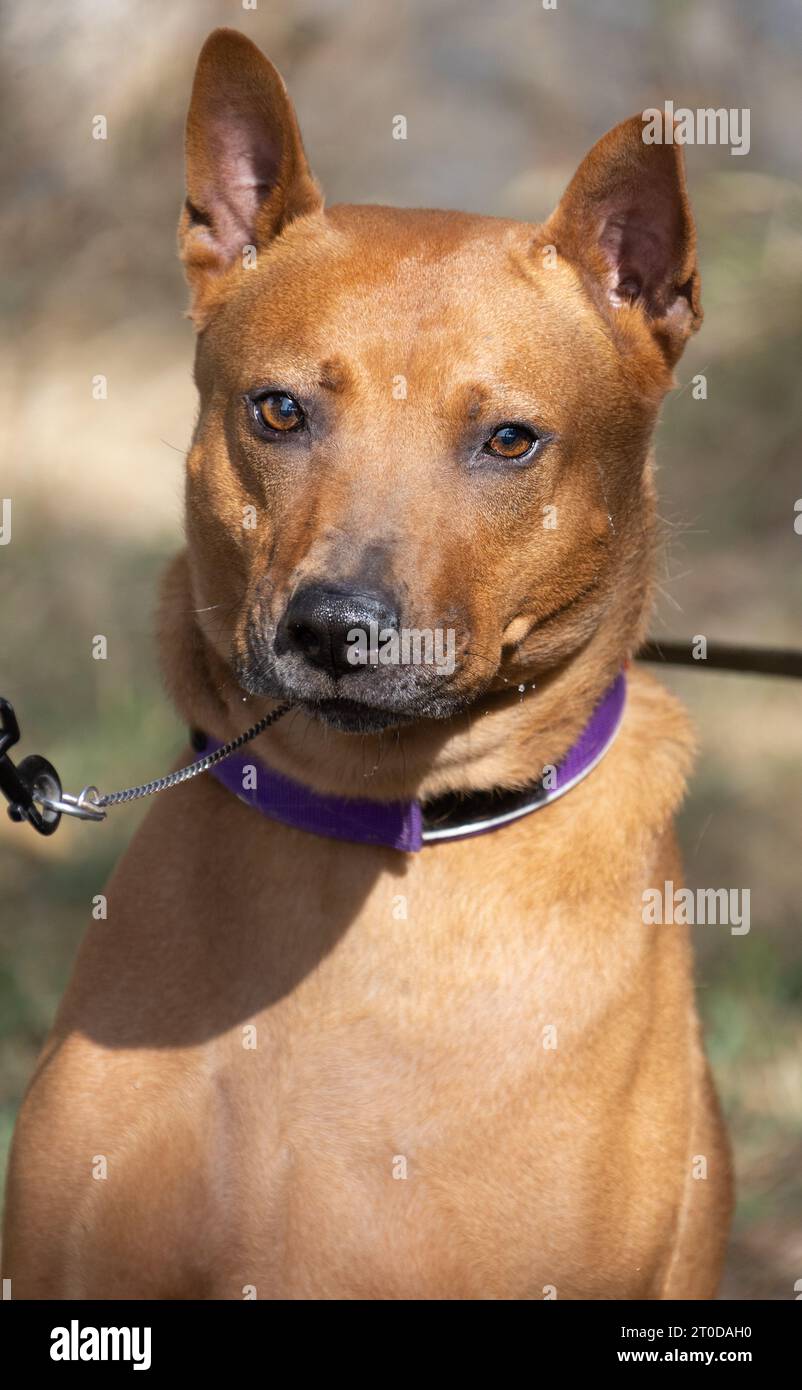 Thai Ridgeback Puppy. Red Thai Ridge Dog - ancien chien local de Thaïlande, à poil court, oreilles triangulaires de taille moyenne. Pointe noire du nez, en forme o Banque D'Images