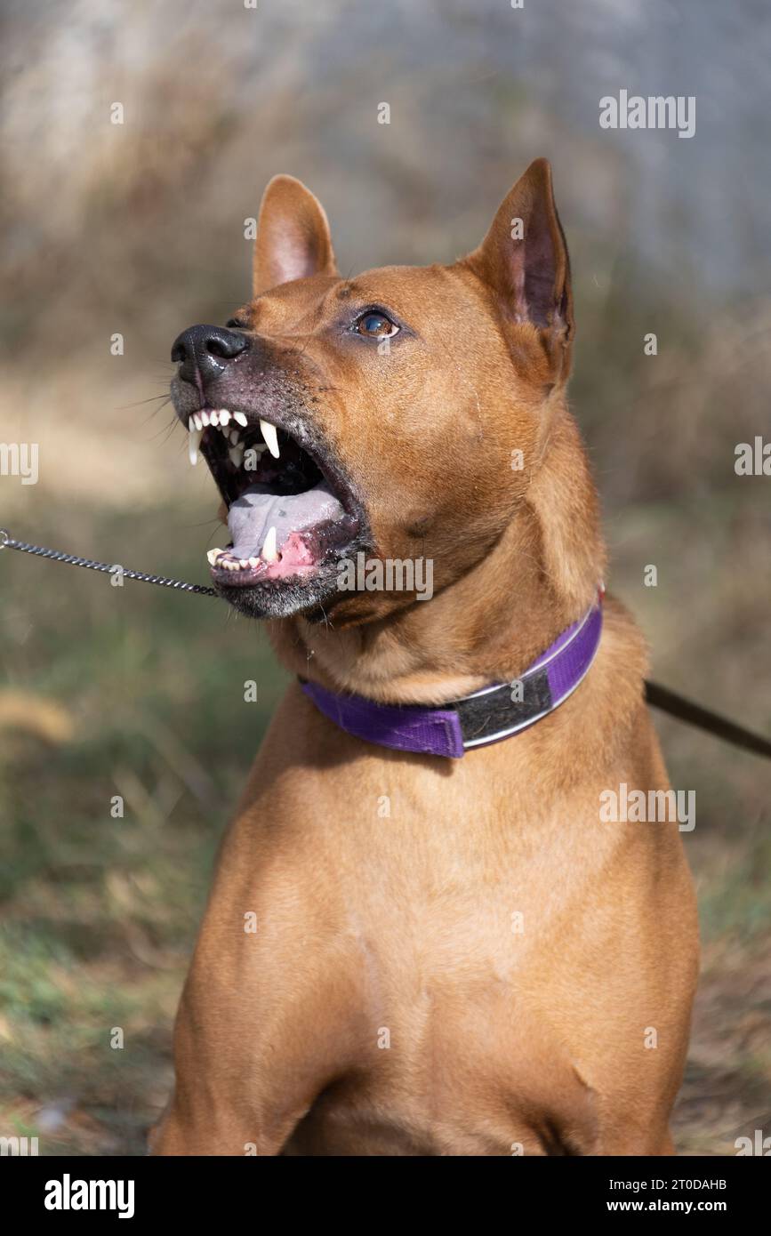 Thai Ridgeback Puppy. Red Thai Ridge Dog - ancien chien local de Thaïlande, à poil court, oreilles triangulaires de taille moyenne. Pointe noire du nez, en forme o Banque D'Images