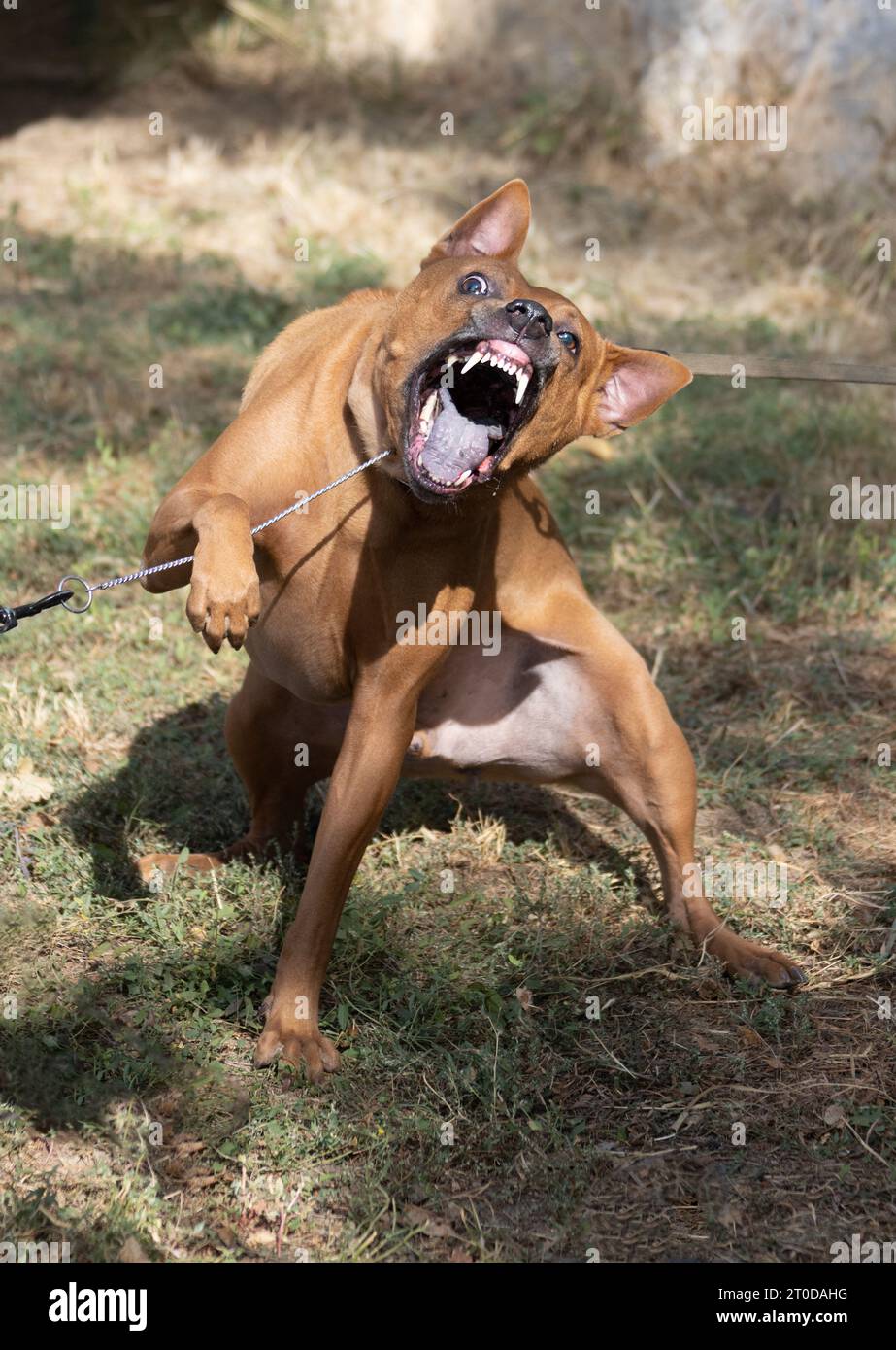 Thai Ridgeback Puppy. Red Thai Ridge Dog - ancien chien local de Thaïlande, à poil court, oreilles triangulaires de taille moyenne. Pointe noire du nez, en forme o Banque D'Images