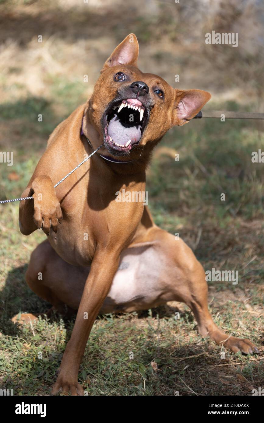 Thai Ridgeback Puppy. Red Thai Ridge Dog - ancien chien local de Thaïlande, à poil court, oreilles triangulaires de taille moyenne. Pointe noire du nez, en forme o Banque D'Images