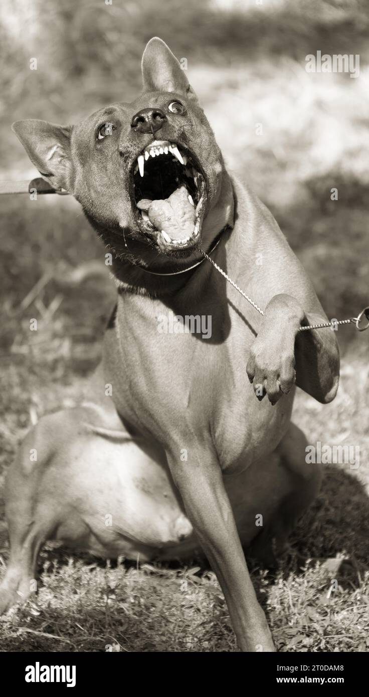 Thai Ridgeback Puppy. Red Thai Ridge Dog - ancien chien local de Thaïlande, à poil court, oreilles triangulaires de taille moyenne. Pointe noire du nez, en forme o Banque D'Images