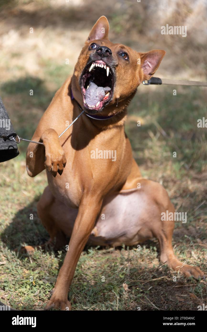 Thai Ridgeback Puppy. Red Thai Ridge Dog - ancien chien local de Thaïlande, à poil court, oreilles triangulaires de taille moyenne. Pointe noire du nez, en forme o Banque D'Images