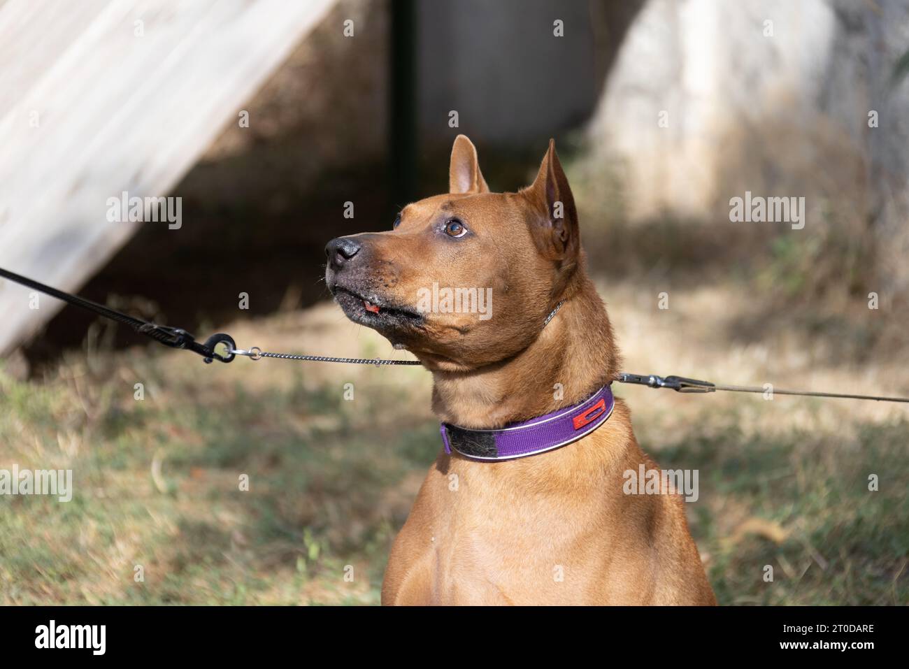 Thai Ridgeback Puppy. Red Thai Ridge Dog - ancien chien local de Thaïlande, à poil court, oreilles triangulaires de taille moyenne. Pointe noire du nez, en forme o Banque D'Images