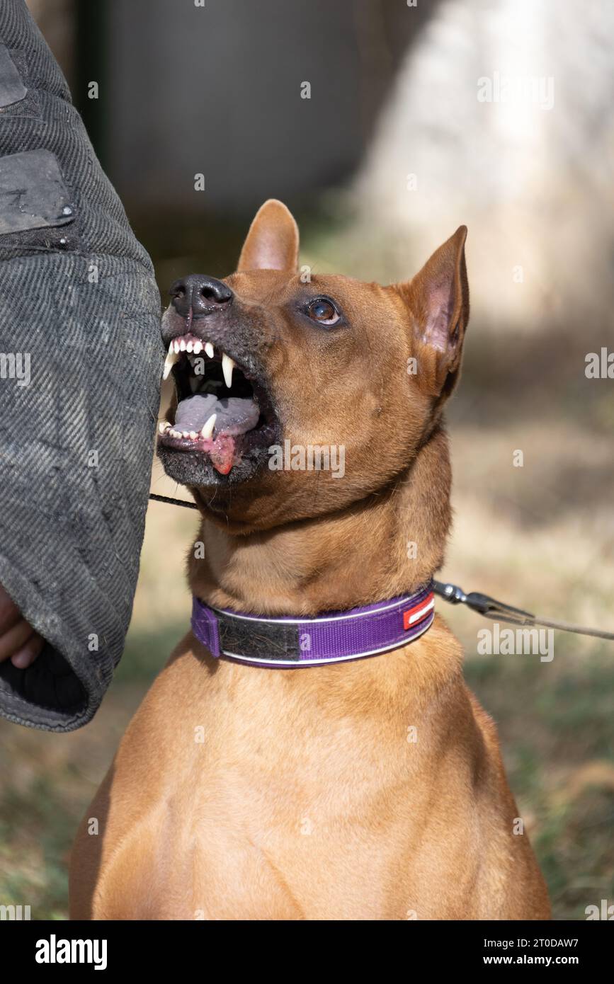 Thai Ridgeback Puppy. Red Thai Ridge Dog - ancien chien local de Thaïlande, à poil court, oreilles triangulaires de taille moyenne. Pointe noire du nez, en forme o Banque D'Images