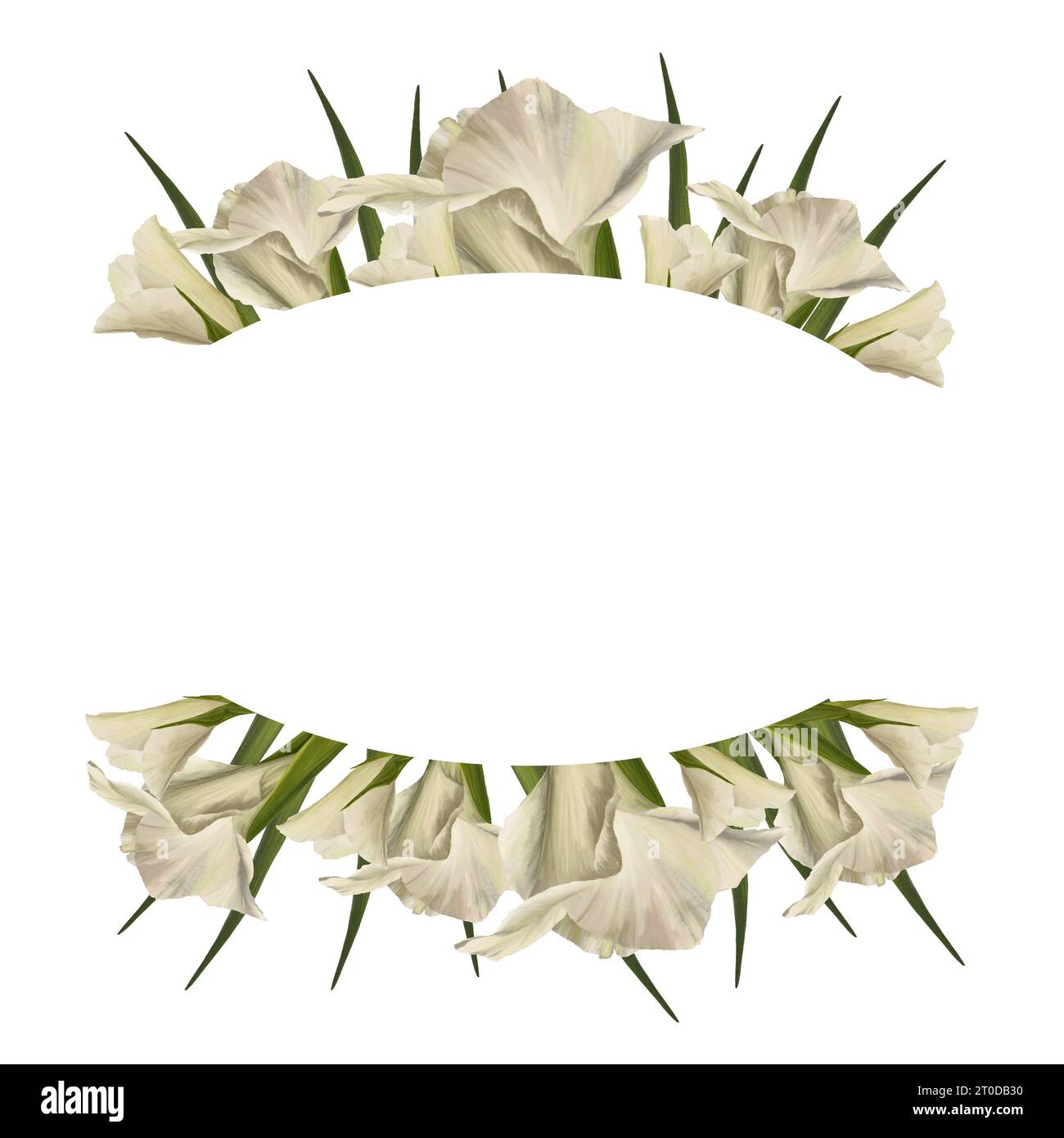 Gladioles aquarelles. Bannière ovale florale, cadre avec des fleurs blanches, des bourgeons et des feuilles peintes à la main illustration isolée sur fond blanc Botanique Banque D'Images