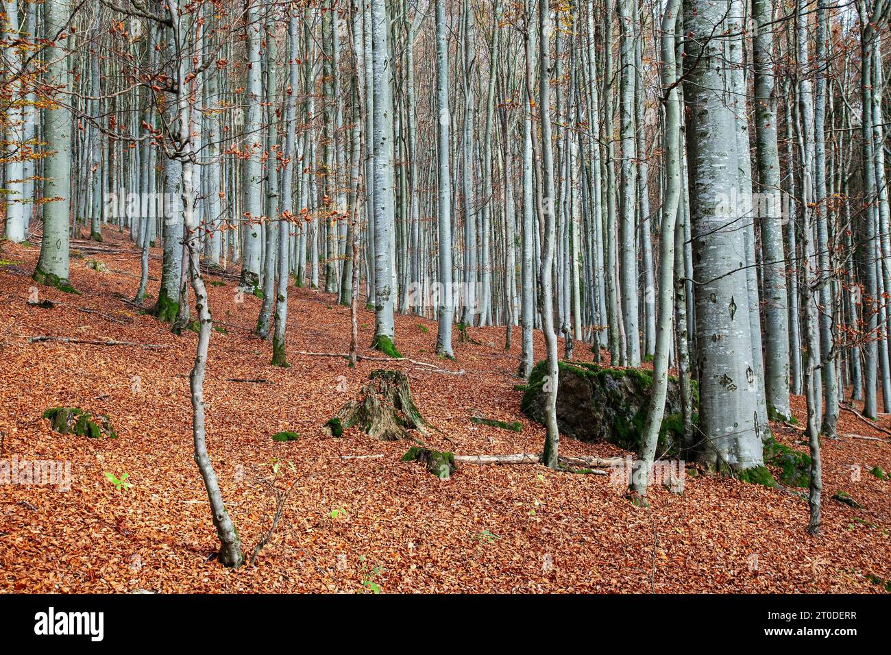 automne, forêt de hêtres d'automne, heure d'automne, hêtres, hêtres argentés, fagus sylvatica Banque D'Images