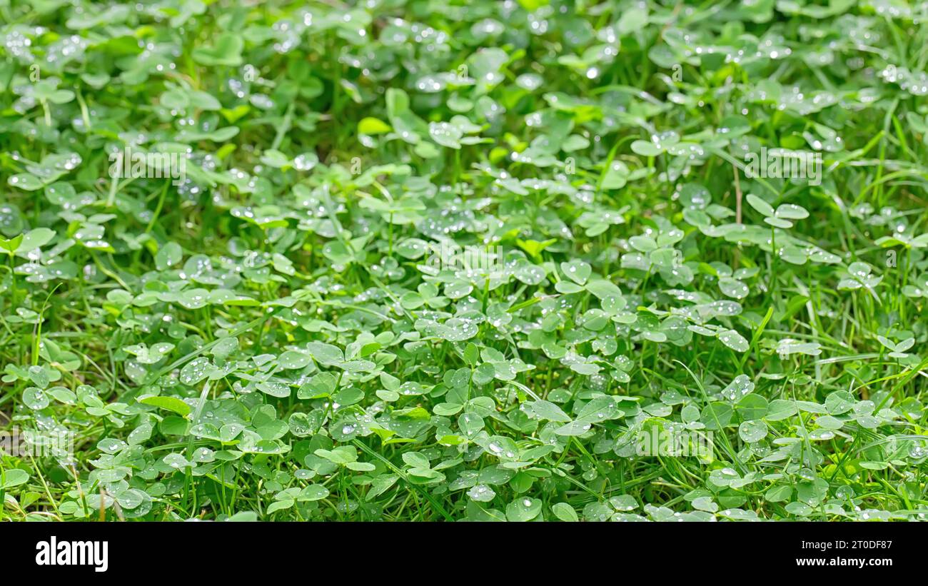 Prairie de trèfle vert frais après une pluie, faible profondeur de champ Banque D'Images