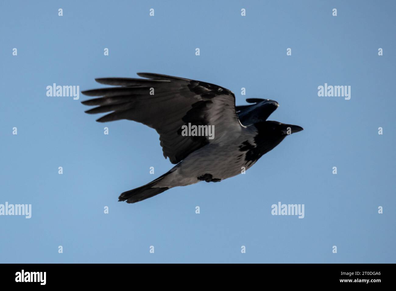 Un corbeau à capuche vole dans le ciel bleu sur une photo de jour, gros plan Banque D'Images