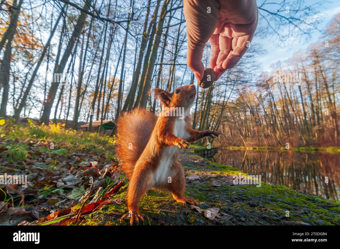 Curieux écureuil renifle la noix dans la main humaine. Nourrir les animaux dans le parc d'automne. Photo drôle d'écureuil avec objectif grand angle Banque D'Images