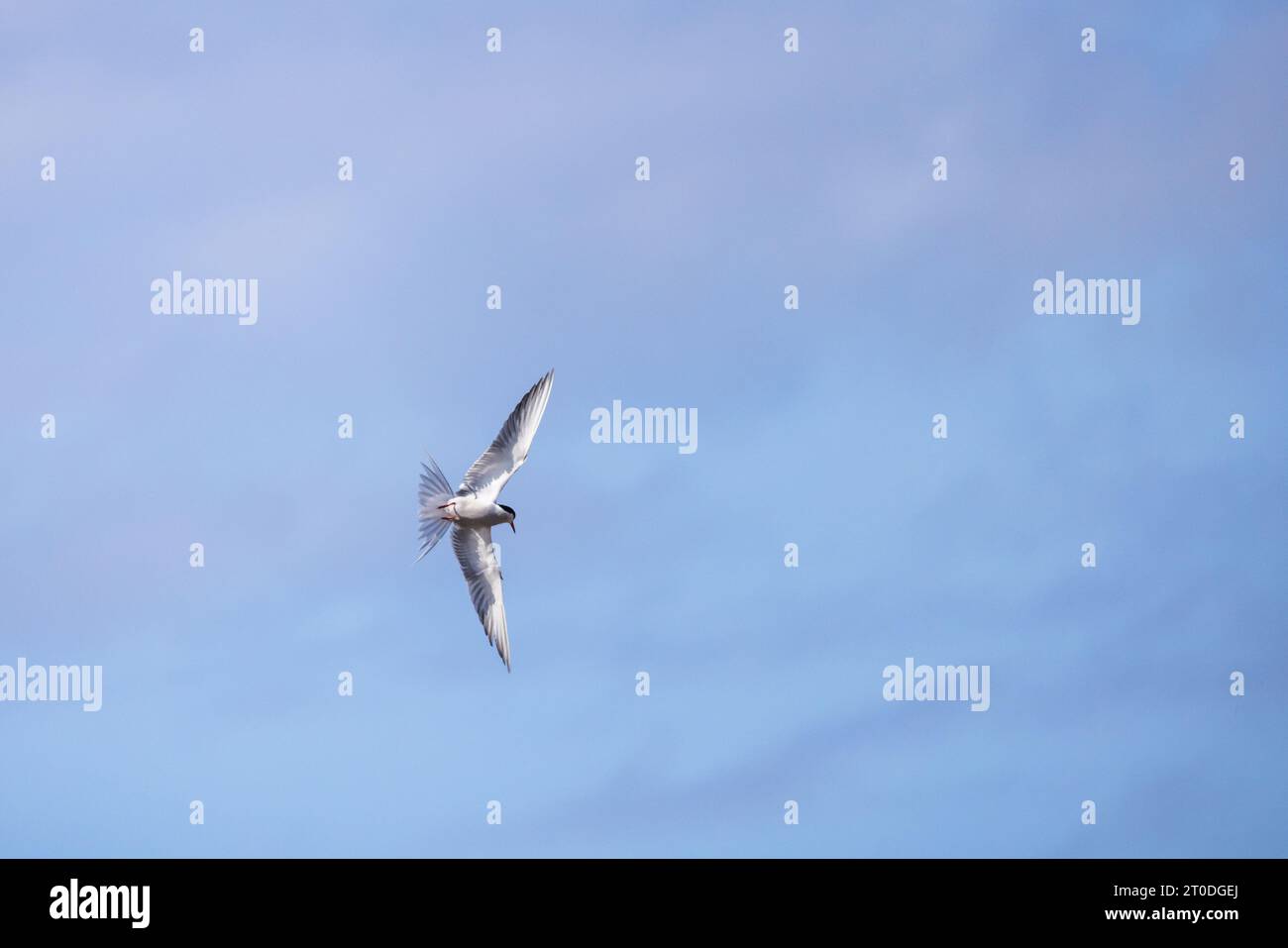 Oiseau sterne commun vole sous le ciel bleu par une journée ensoleillée, Sterna hirundo Banque D'Images