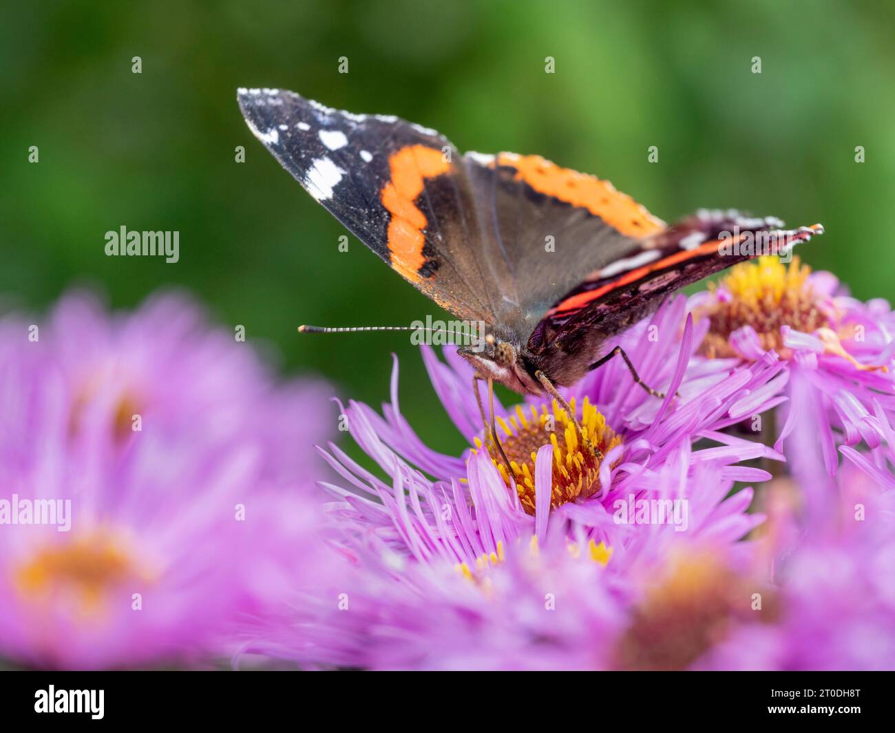 Papillon amiral rouge se nourrissant de fleurs d'Aster, Dumfries & Galloway, Écosse Banque D'Images