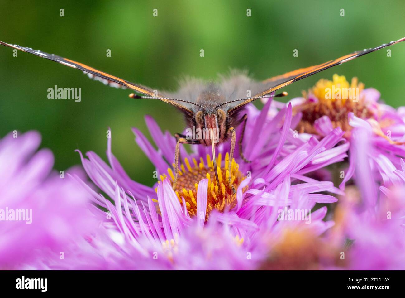 Papillon amiral rouge se nourrissant de fleurs d'Aster, Dumfries & Galloway, Écosse Banque D'Images