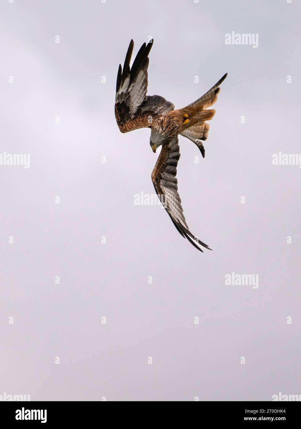 Cerf-volant rouge en vol au centre d'alimentation, Laurieston, Dumfries & Galloway, Écosse Banque D'Images