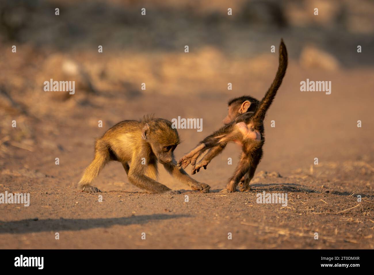 Deux bébés babouins chacma jouent dans le sable Banque D'Images
