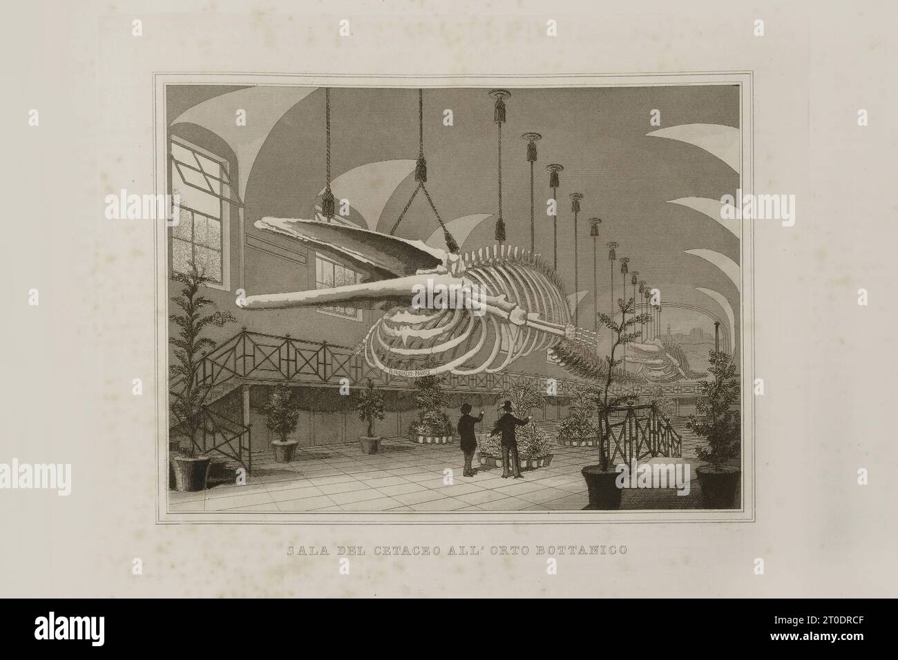 P. Cacchiatelli - G. Gleter, la science et les arts sous le pontificat de Pie IX, publié à Rome en 1860 par la Tipografia delle Belle Arti, via poli, 91. À l'intérieur, il y a des gravures représentant les œuvres publiques créées pendant le Pontificat de Pie IX Banque D'Images P. Cacchiatelli - G. Gleter, la science et les arts sous le pontificat de Pie IX, publié à Rome en 1860 par la Tipografia delle Belle Arti, via poli, 91. À l'intérieur, il y a des gravures représentant les œuvres publiques créées pendant le Pontificat de Pie IX Banque D'Images
