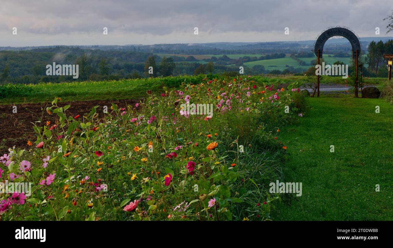 Une bande de fleurs sauvages à un point de vue dans le Vogelsberg. Banque D'Images