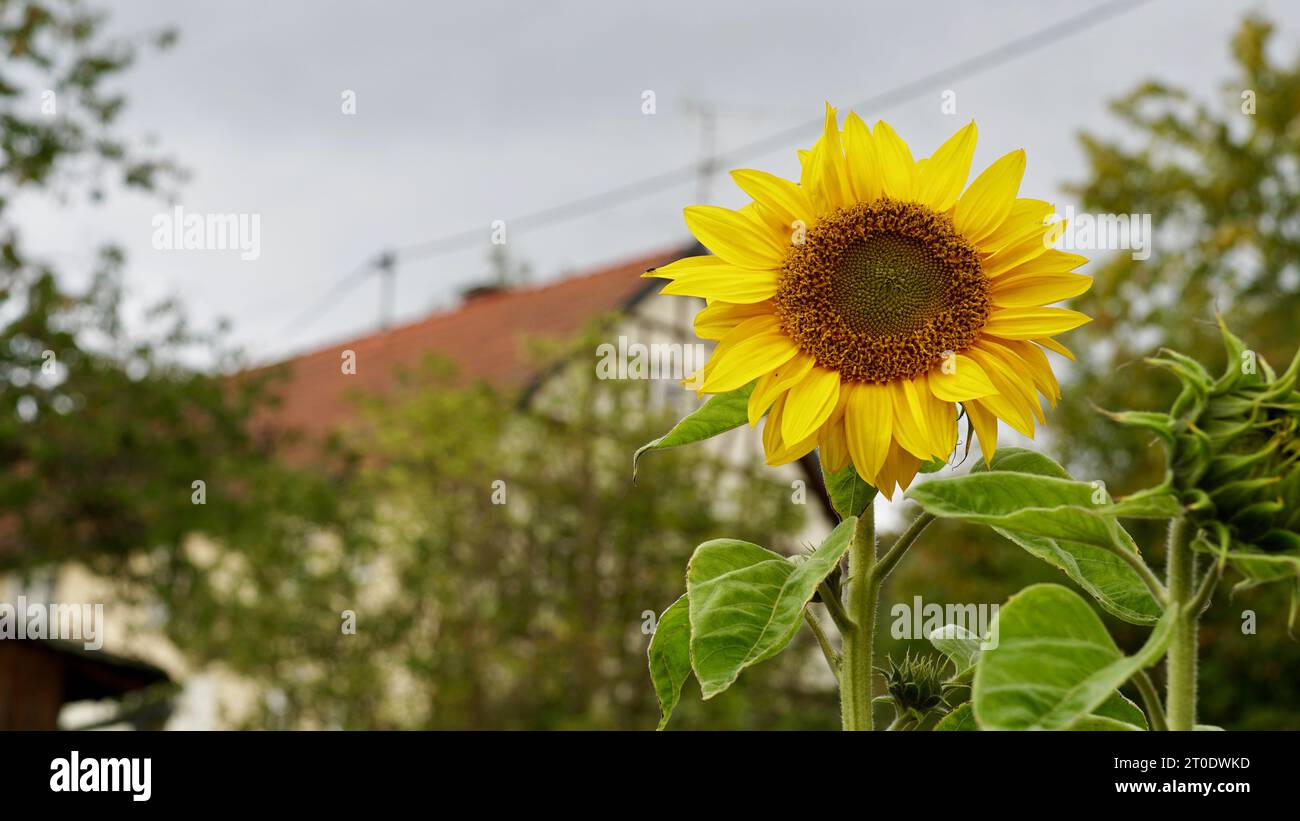 Un tournesol avec une maison à colombages en arrière-plan. Un petit village dans le Vogesberg, Allemagne. Banque D'Images