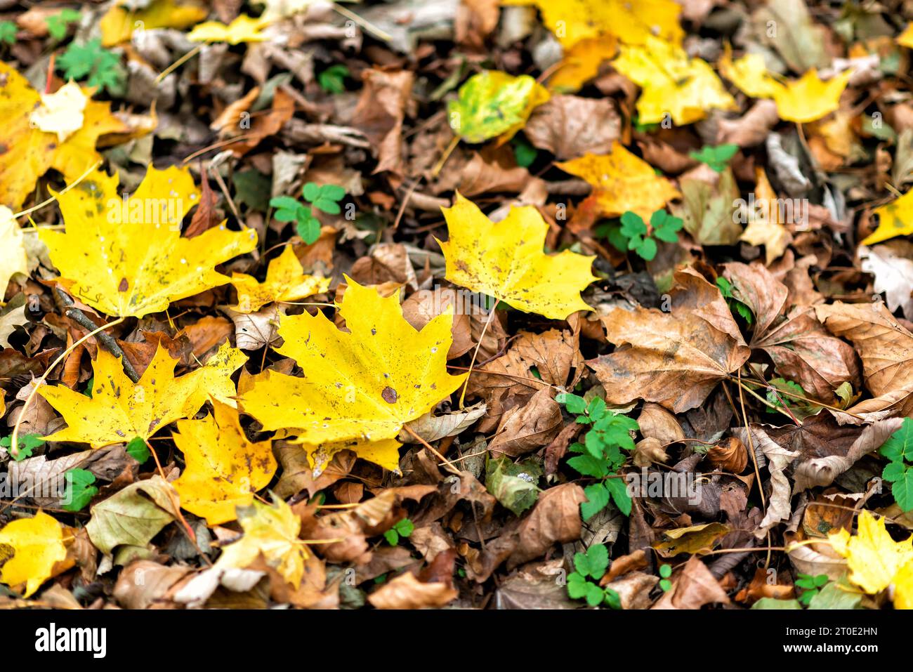 Suivi coloré en automne en Europe Banque D'Images