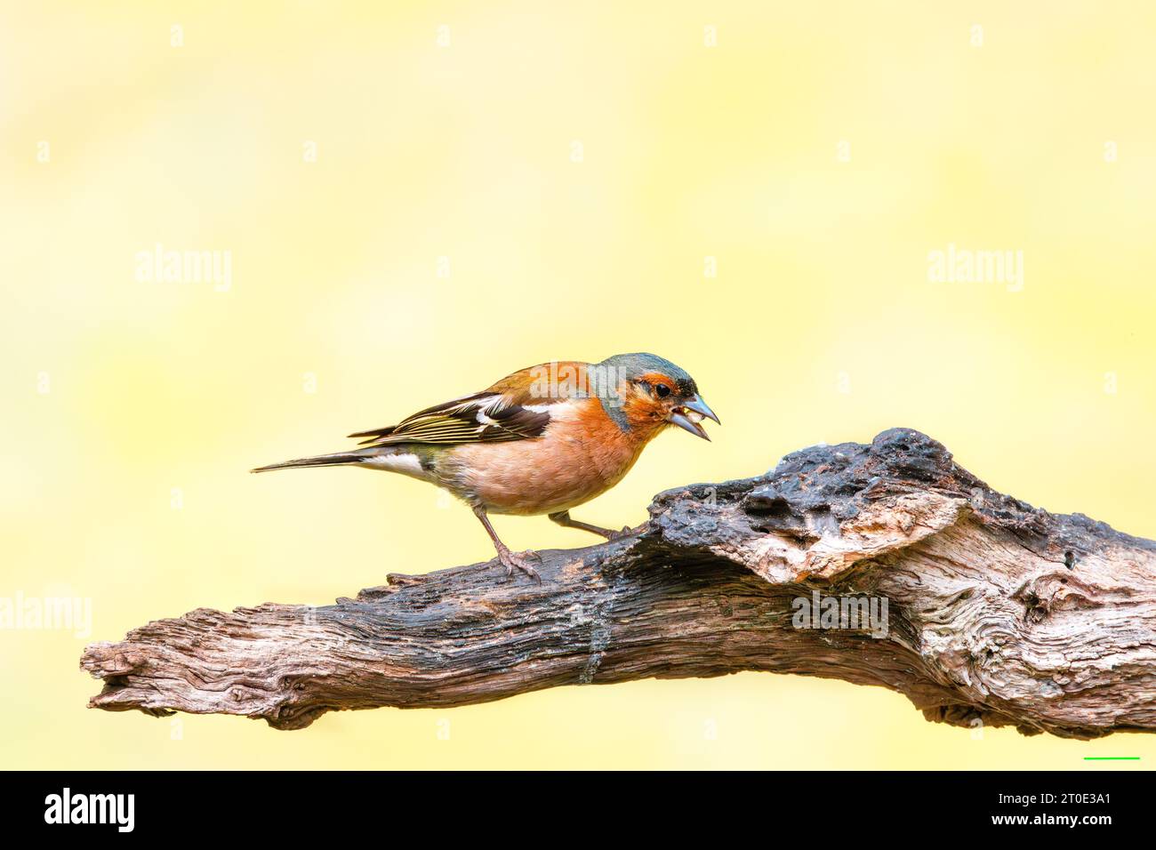 Gros plan d'un chaffinch mâle sauvage coloré, Fringilla coelebs, posant sur une branche érodée narguée horizontale avec des rainures profondes contre un jaune-gr doux Banque D'Images