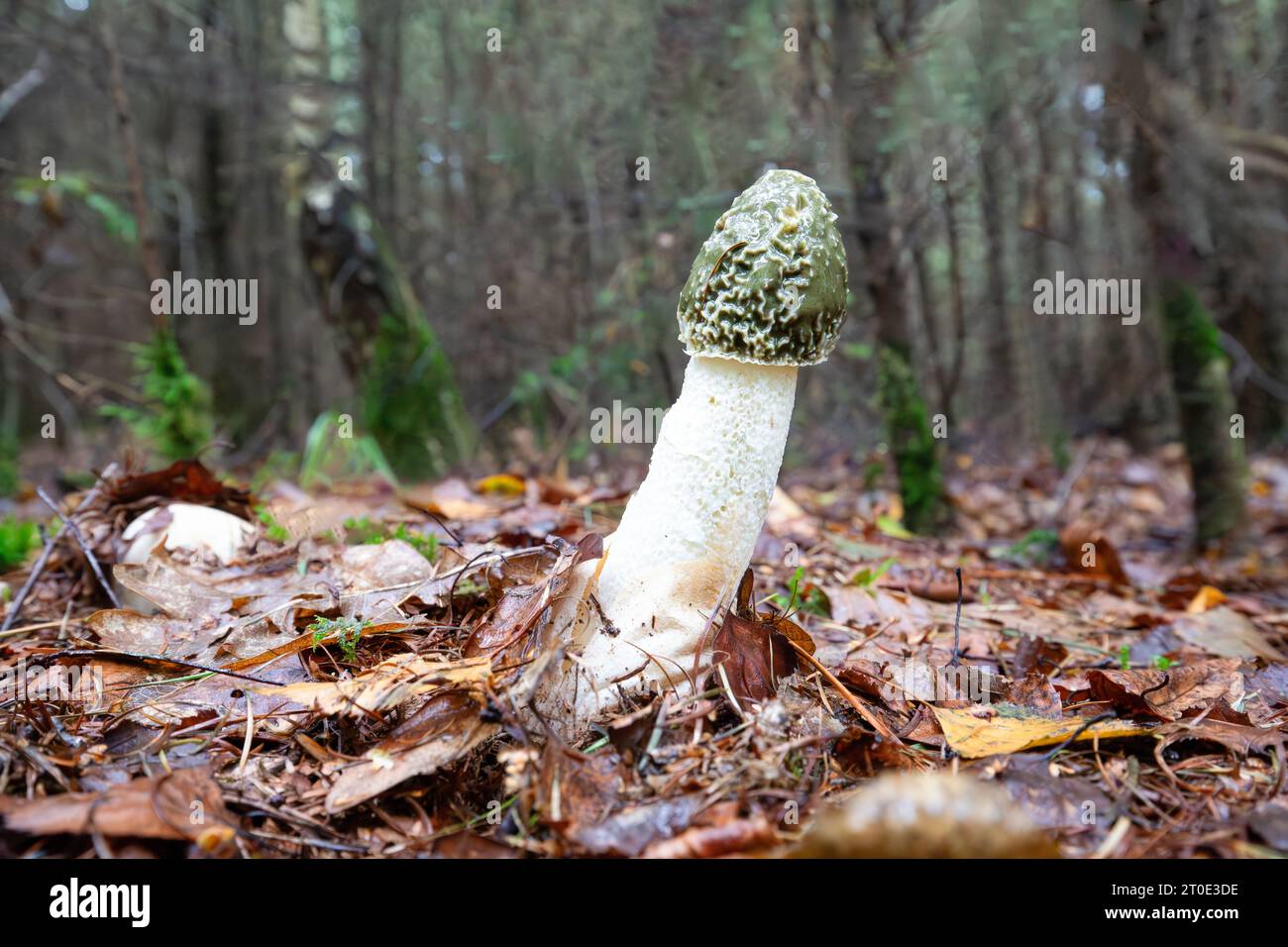 Gros plan d'un Stinkhorn commun, Phallus impudicus, chapeau recouvert d'une couche de spores vertes visqueuses poussant sur un sol forestier sablonneux pauvre en nutriments recouvert de Banque D'Images