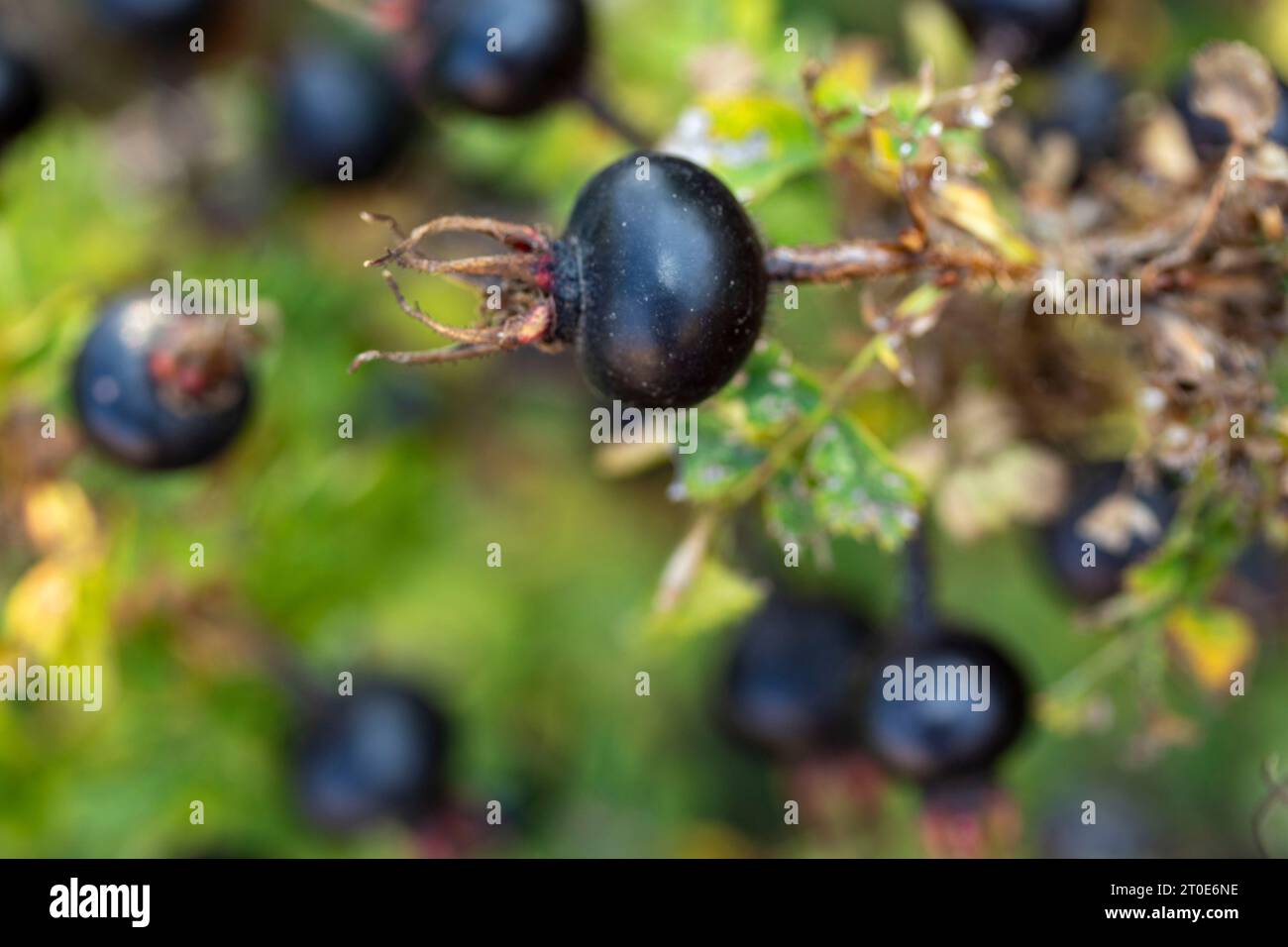 Superbes reships sombres de Rosa spinosissima sous un soleil brillant de fin d'été. Portrait naturel de plantes à fleurs en gros plan Banque D'Images