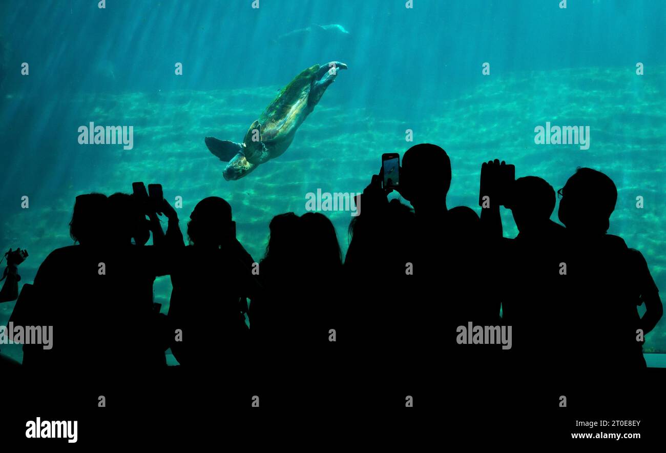 Tortue de mer nageant dans un acquarium devant un groupe de personnes, zoos publics Banque D'Images