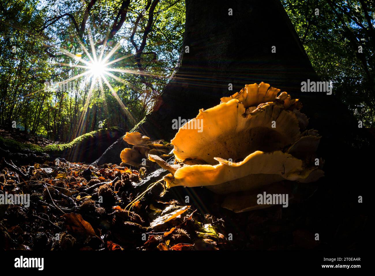 Champignon Bracket poussant dans les bois, Kent, Angleterre, octobre Banque D'Images