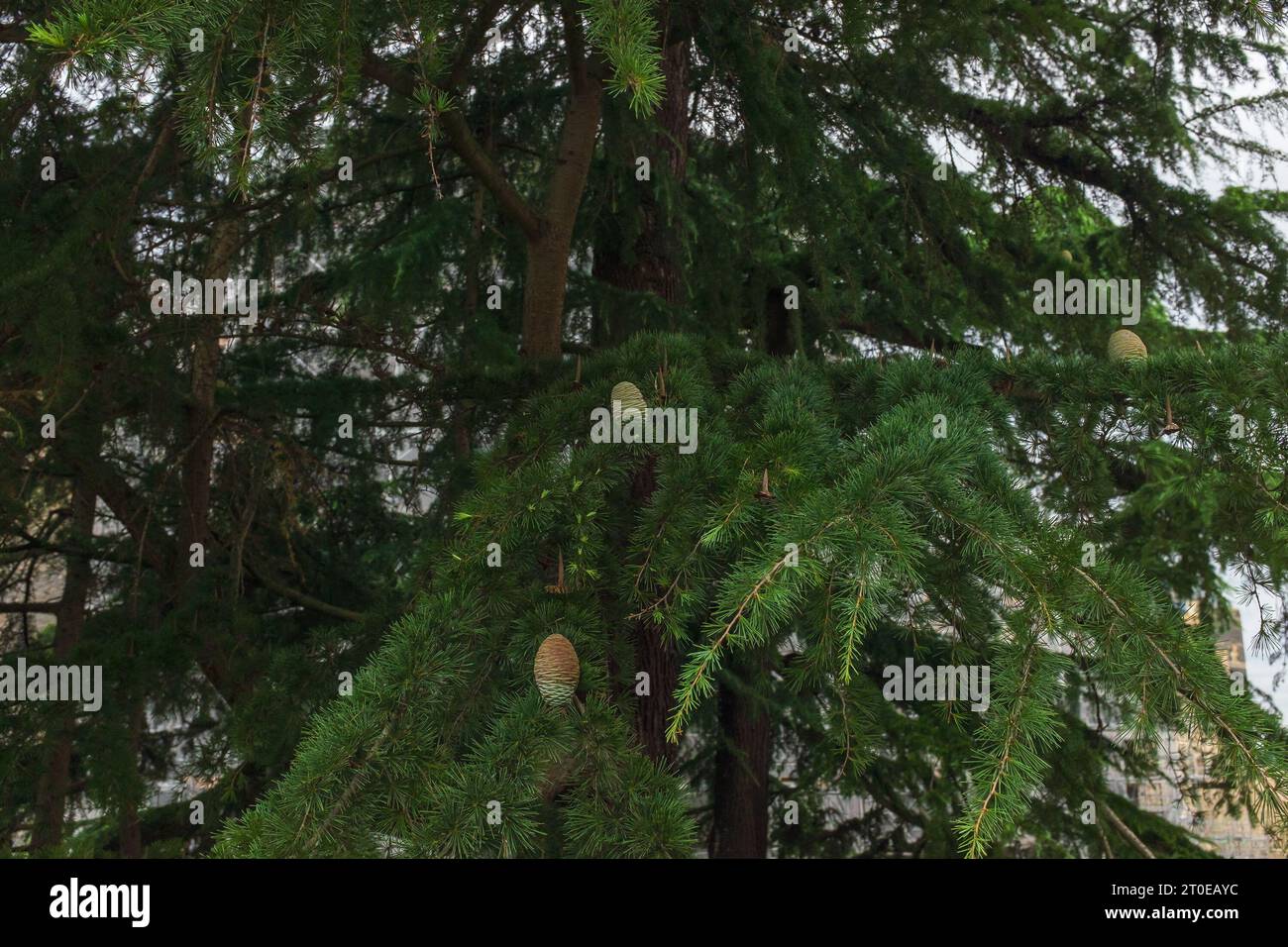 Angers, France, 2023. Cônes poussant sur le majestueux cèdre du Liban (Cedrus libani) debout dans les douves du château médiéval d'Angers Banque D'Images