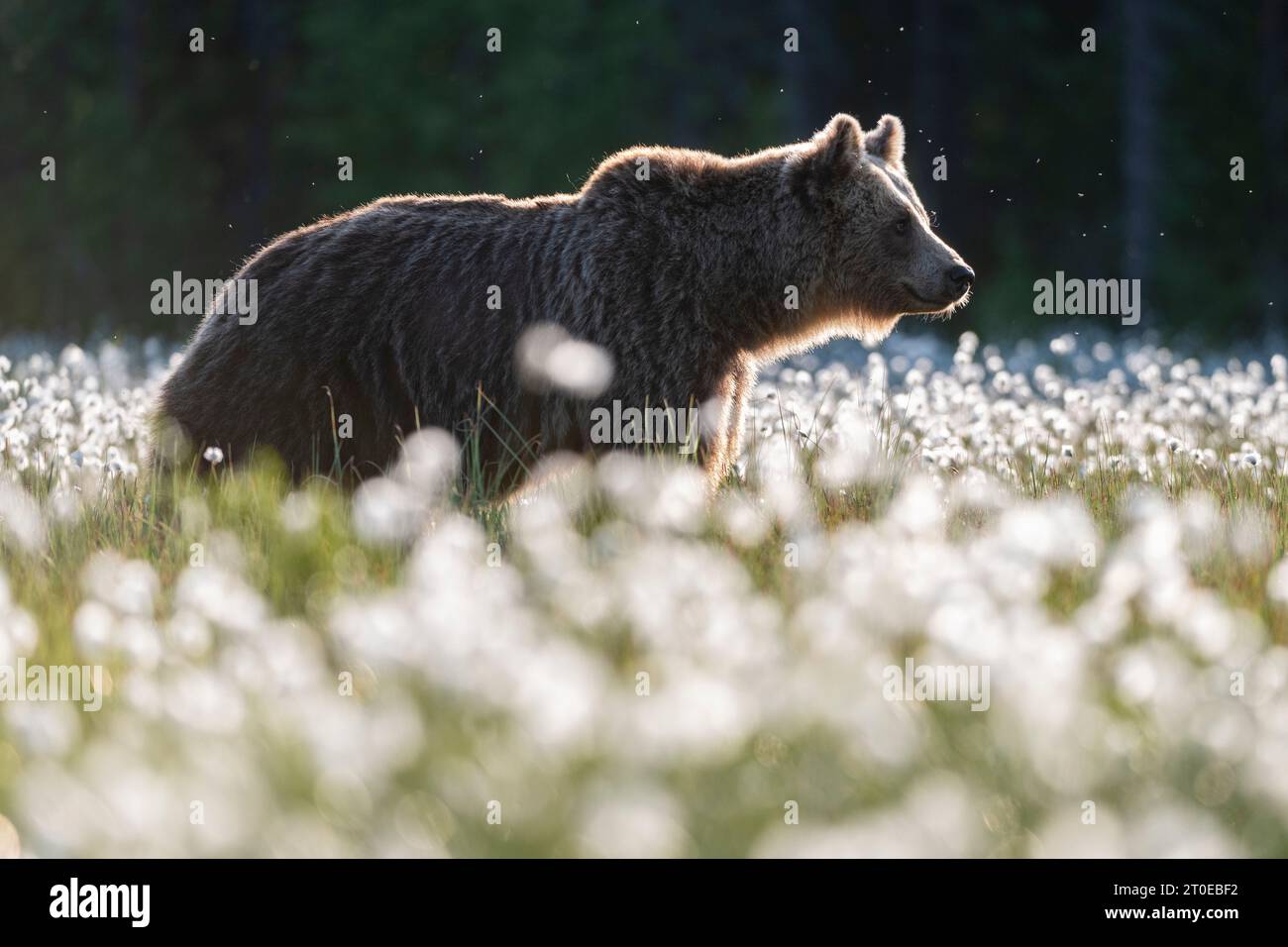 Ours brun eurasien dans le marécage d'herbe de coton Banque D'Images
