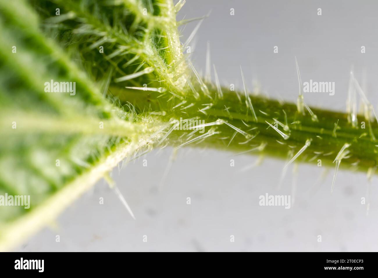 Cheveux urticants (stimulus, cnida) d'ortie. Trichomes glandulaires visibles avec acétylcholine brûlante. Nidle se brise, le fluide de la cellule e en forme de cornue Banque D'Images