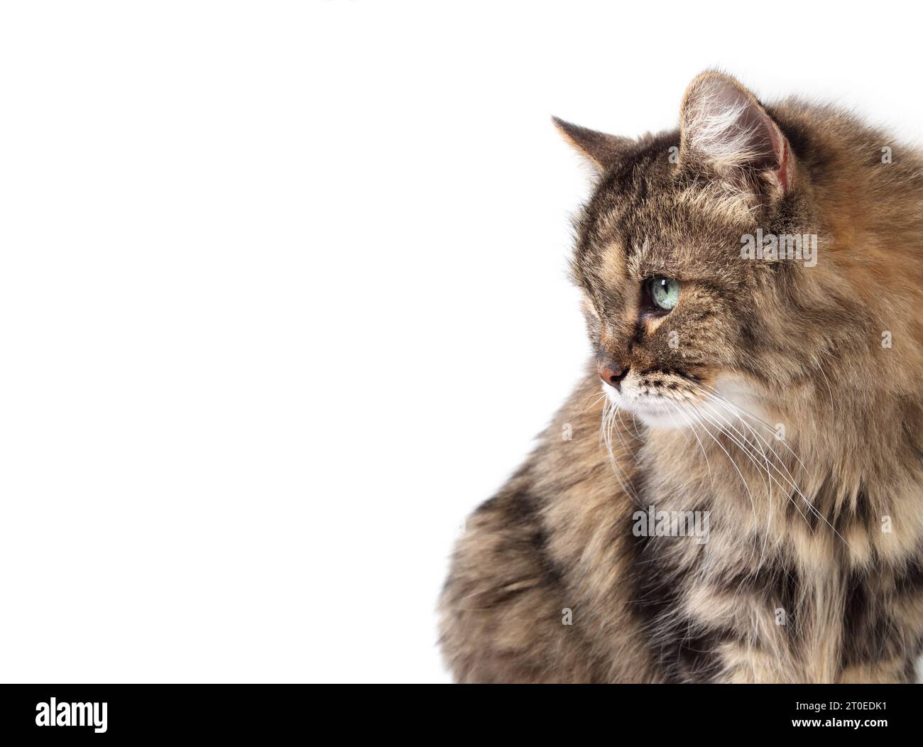 Mignon chat tabby regardant quelque chose avec des yeux verts, isolé. Profil latéral de Kitty avec langage corporel intense ou curieux. Cheveux longs femme senior ca Banque D'Images