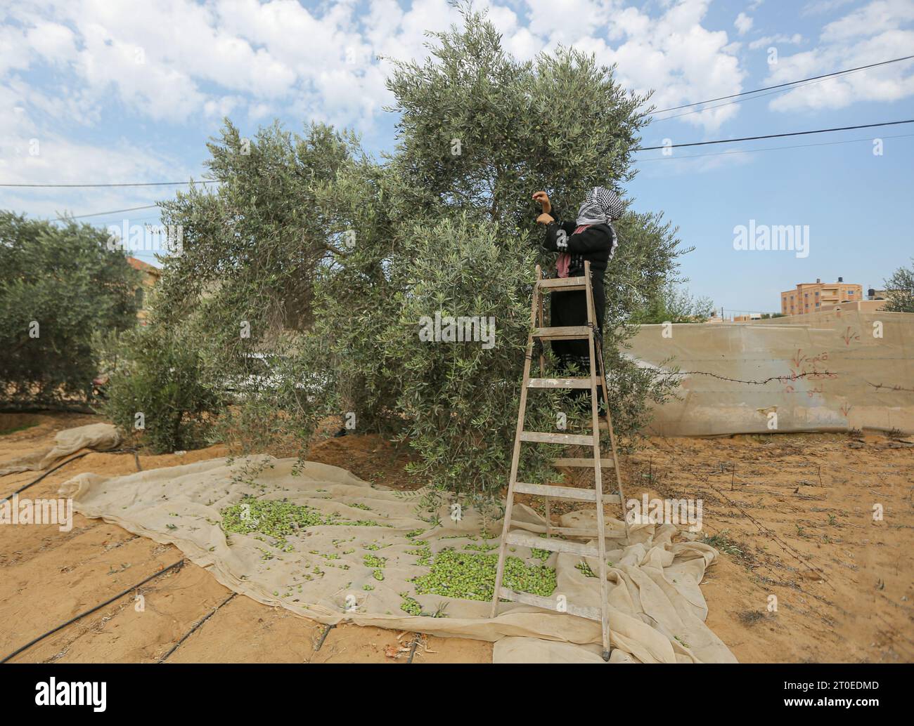 Une femme jette des olives sous un arbre pendant la saison des récoltes à Khan Yunis, dans le sud de la bande de Gaza. (Photo Yousef Masoud / SOPA Images/Sipa USA) Banque D'Images