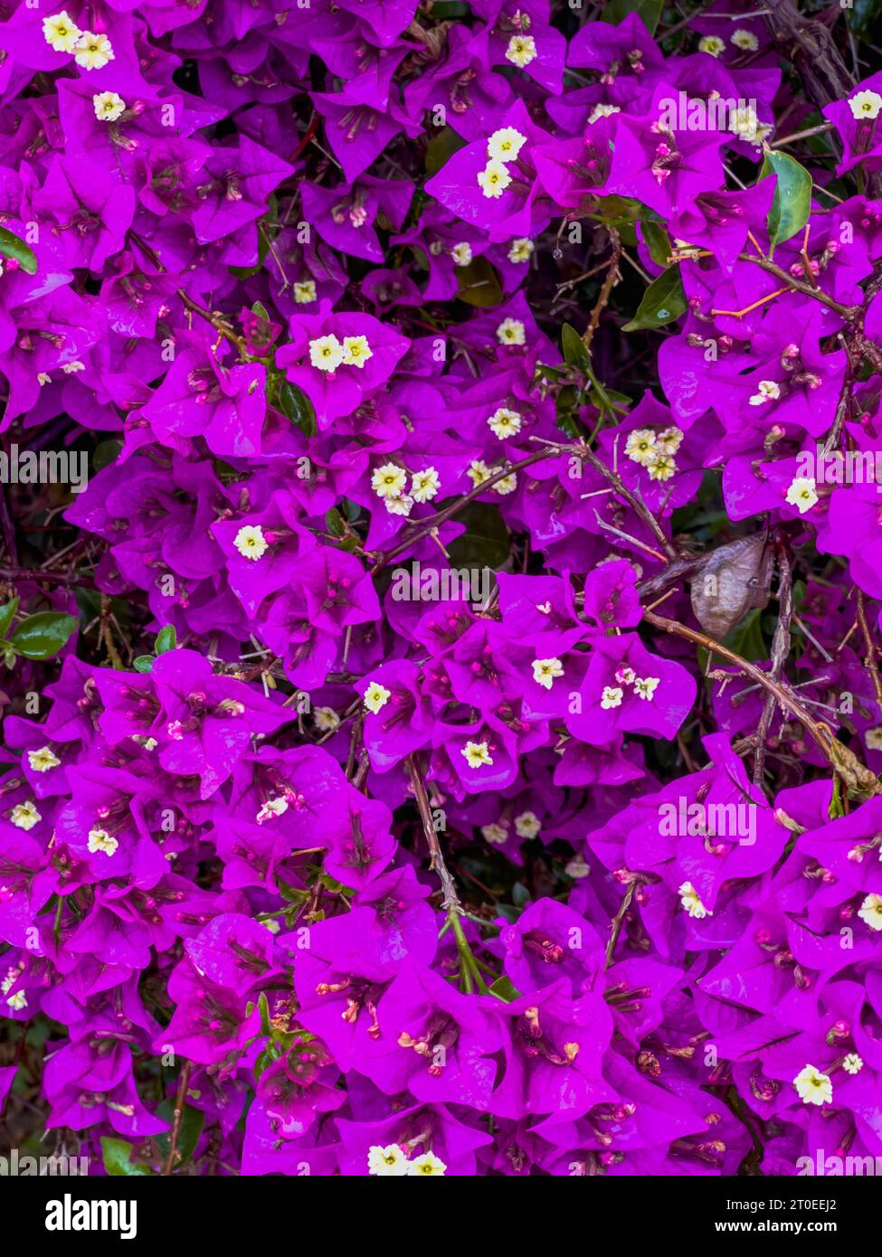 Bougainvillea glabra 'Sanderiana', arbuste méditerranéen aux fleurs violettes, dinde Banque D'Images