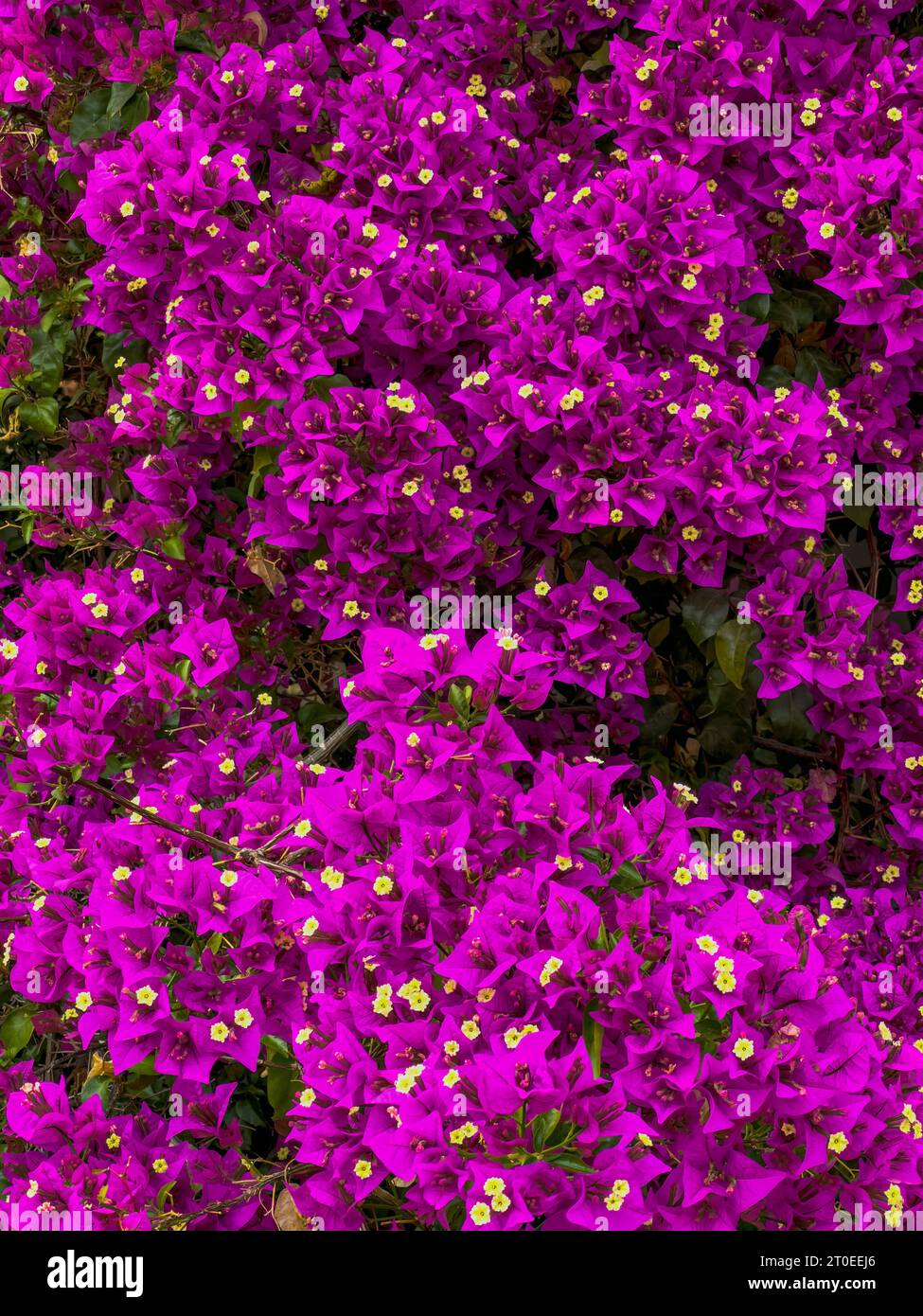 Bougainvillea glabra 'Sanderiana', arbuste méditerranéen aux fleurs violettes, dinde Banque D'Images