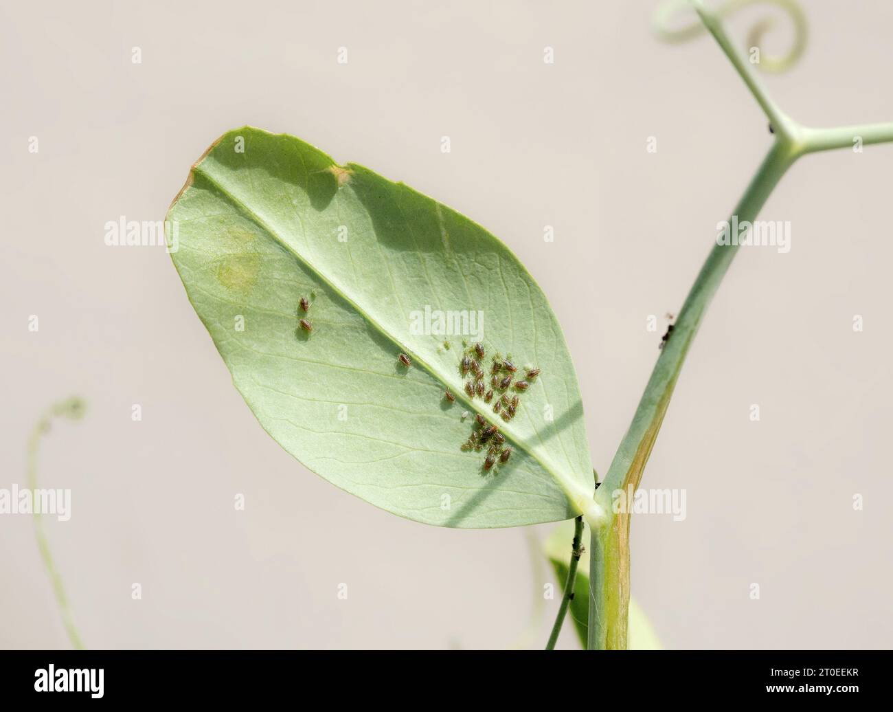 Pucerons bruns sur la feuille de plante de haricot. Colonie de petits pucerons minuscules du